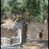 balazsh - 2006