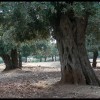 balazsh - 2006
