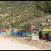 balazsh - 2006