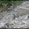 balazsh - 2006