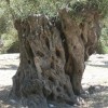 balazsh - 2007
