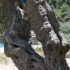 balazsh - 2007