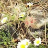 Barna és családja