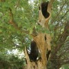 Paleohori ősi falu