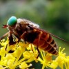 Profi élővilág képek