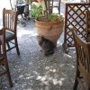 87.	Kavala – a taverna cicája