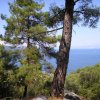 108.	Odalent Limenas