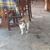 207.	Psilli Ammos –a tavernában