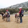 Farsang 2006